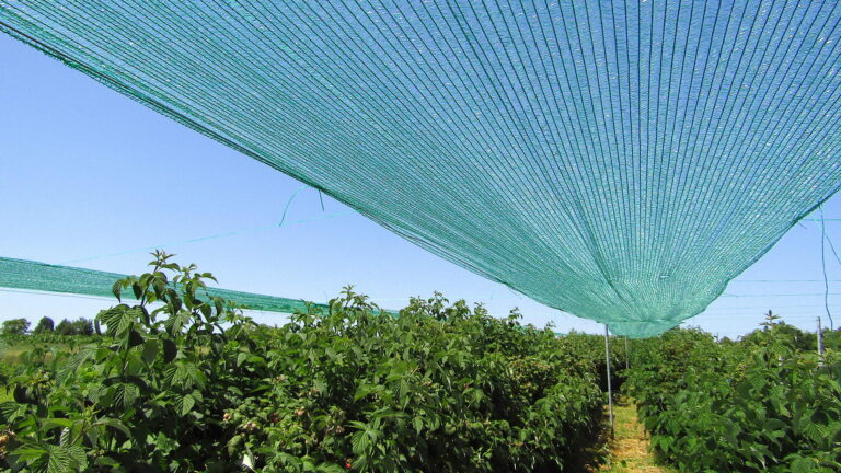 Cordata 17M Filet anti oiseaux - Howitec - Partner in netting solutions